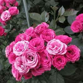 Роза спрей Cherry Folies