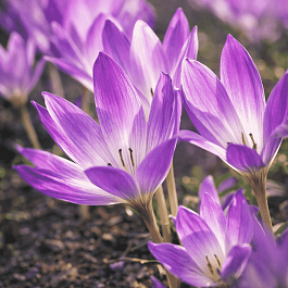 Колхикум великолепный