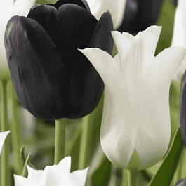 Подарочный набор Тюльпаны Black and White