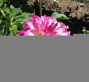 Георгина Декоративная Колорадо Классик