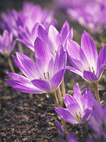 Колхикум великолепный