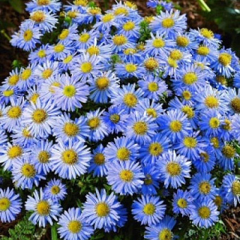 Астра кустарниковая Леди ин Блу Астра кустарниковая Леди ин Блу