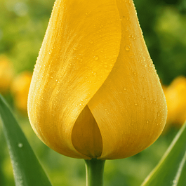 Тюльпан пестролистный Happy Design