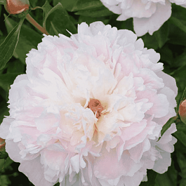 Пион Молочноцветковый Madame d'Hour