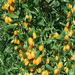 Годжи обыкновенная AMBER SWEET