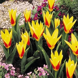 Тюльпан ботанический Stresa