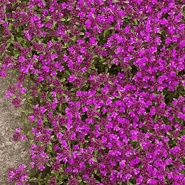 Тимьян ранний Creeping Red