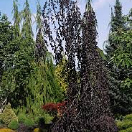 Бук лесной Purple Fountain 