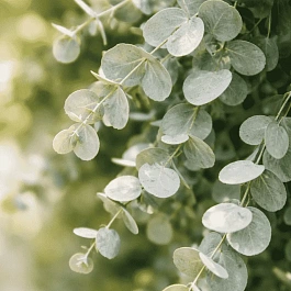 Эвкалипт Ганна