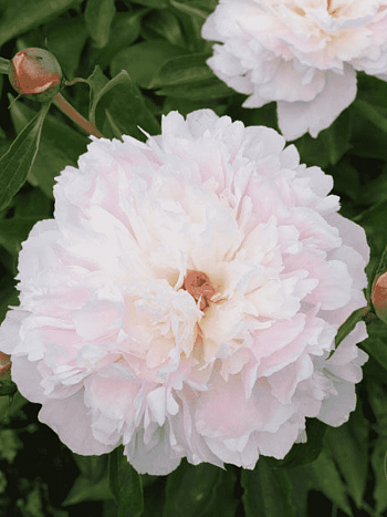 Пион Молочноцветковый Madame d'Hour