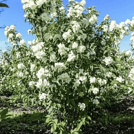 Чубушник Память о Вехове