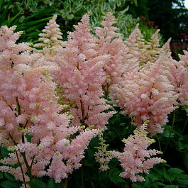 Астильба Арендса Америка