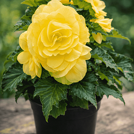 Бегония клубневая Nonstop Lemon