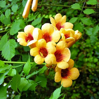 Кампсис укореняющийся Джуди