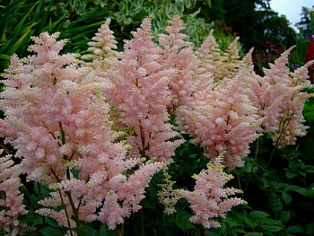 Астильба Арендса Америка