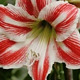 Амариллис Park Striped