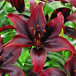 Лилия азиатская Мапира