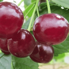 Вишня Гриот Белорусский