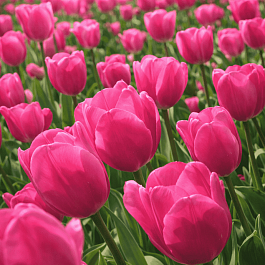 Тюльпан Don Quichotte