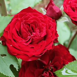 Роза Флорибунда Tamango