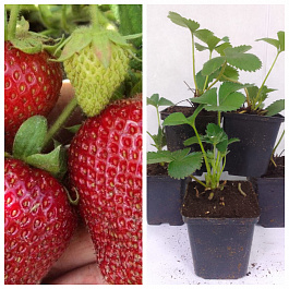 Земляника садовая Сирия НАБОР 5ШТ Земляника садовая Сирия НАБОР 5ШТ