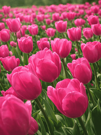 Тюльпан Don Quichotte