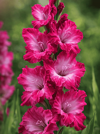 Гладиолус Jo Jo