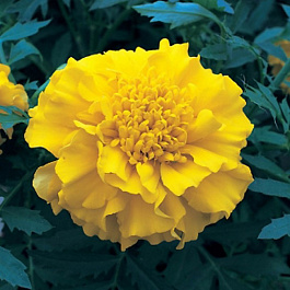 Бархатцы триплоидные Зенит Лемон Еллоу