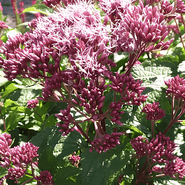 Посконник пятнистый Red Dwarf