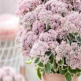 Очиток телефиум La Vie en Rose