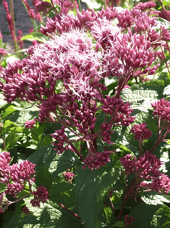 Посконник пятнистый Red Dwarf