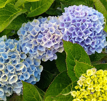 Гортензия крупнолистовая Мэджикал Революшн