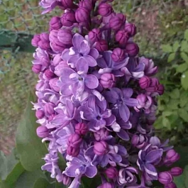 Сирень обыкновенная Владимир Архангельский