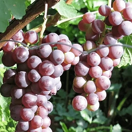 Виноград культурный Русский ранний