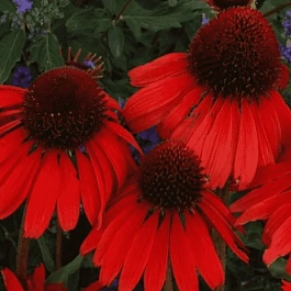 Эхинацея пурпурная Red