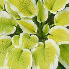 Хоста Delta Dawn