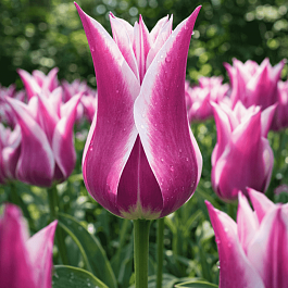 Тюльпан Ballade