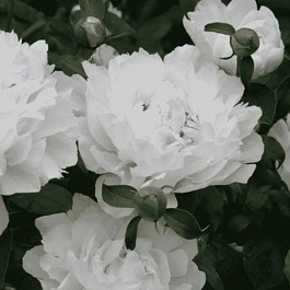 Пион Молочноцветковый Festiva Maxima