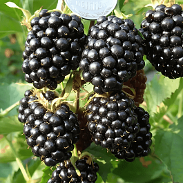 Ежевика Loch Tay