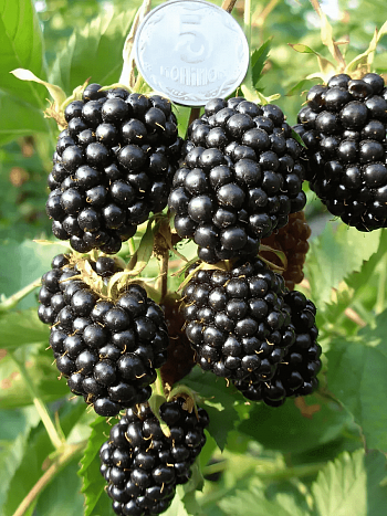 Ежевика Loch Tay