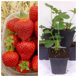 Земляника садовая Рамина НАБОР 5ШТ