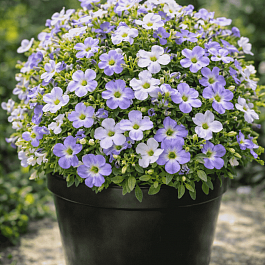 Аубриета Florado Blue Blush Bicolor