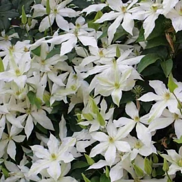 Клематис гибридный Roko-Kolla