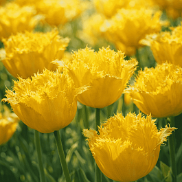 Тюльпан Crispy Mary