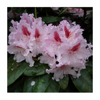 Рододендрон гибридный Граффито