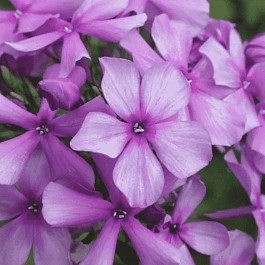 Флокс метельчатый Иван Сусанин