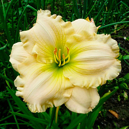 Лилейник гибридный Близард Бей НАБОР 2ШТ (1+1)