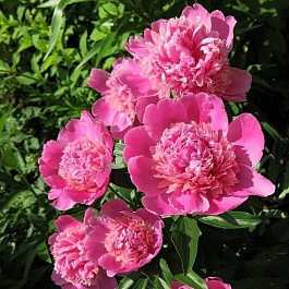 Пион травянистый Букет Перфект Пион травянистый Букет Перфект