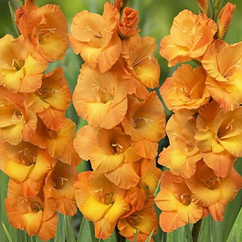 Гладиолус крупноцветковый Корнелли