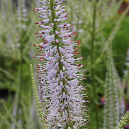 Вероникаструм виргинский Лавенделтурм